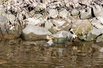 Daurian Redstart 境川遊水池 Thu, 1/4/2024