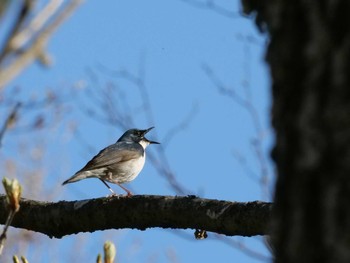 Siberian Blue Robin 日光 Sat, 5/4/2024