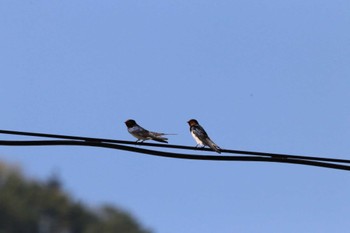 Barn Swallow 松本市 新島々駅 Sun, 5/5/2024