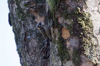 Japanese Pygmy Woodpecker Showa Kinen Park Sat, 1/6/2024