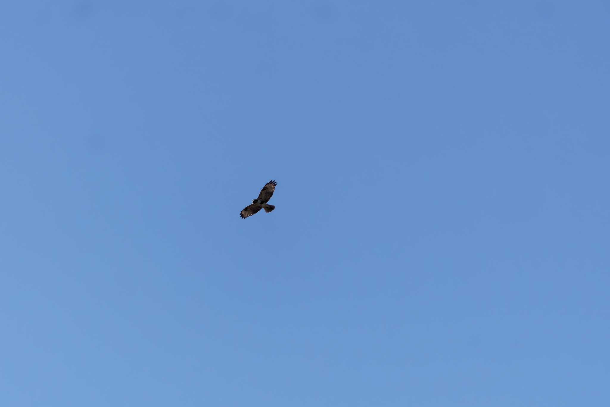 Photo of Eastern Buzzard at Showa Kinen Park by たねもみちゃん