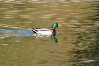 マガモ 昭和記念公園 2024年1月6日(土)