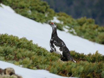 2024年5月3日(金) 仙丈岳の野鳥観察記録