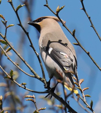 Bohemian Waxwing 鳥取県大山周辺 Fri, 5/3/2024