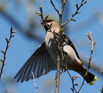 Bohemian Waxwing 鳥取県大山周辺 Fri, 5/3/2024