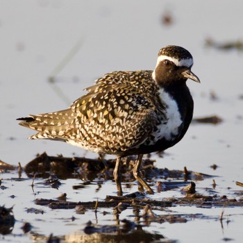 Pacific Golden Plover 岩手県 Sun, 5/5/2024