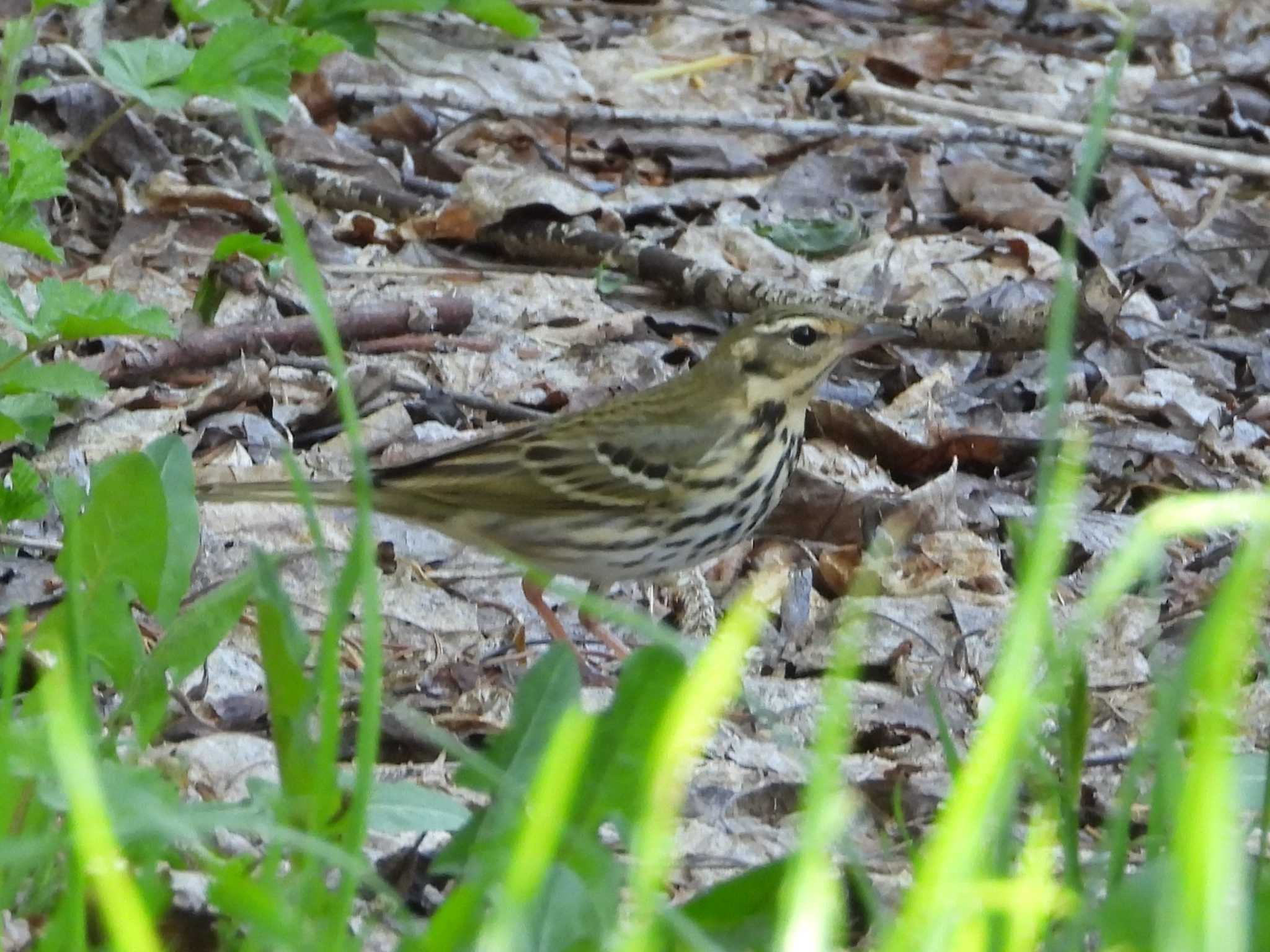 Photo of Olive-backed Pipit at Asahiyama Memorial Park by ゴト