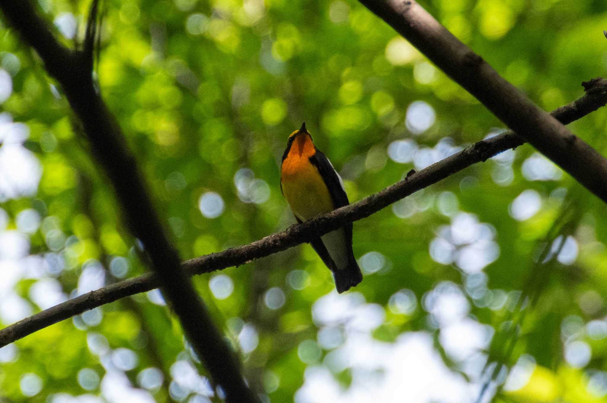 Photo of Narcissus Flycatcher at Akigase Park by EbihaKirai