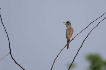 Oriental Reed Warbler Akigase Park Mon, 4/29/2024