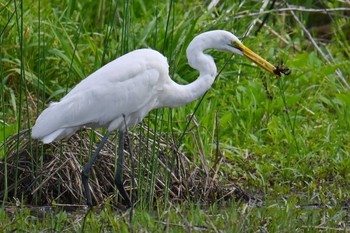 Great Egret 入間川(広瀬橋付近) Thu, 5/2/2024