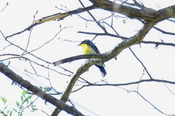 Narcissus Flycatcher 居谷里湿原 Sun, 5/5/2024