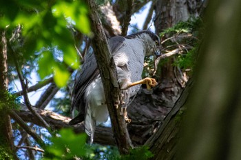 Eurasian Goshawk Inokashira Park Sun, 5/5/2024