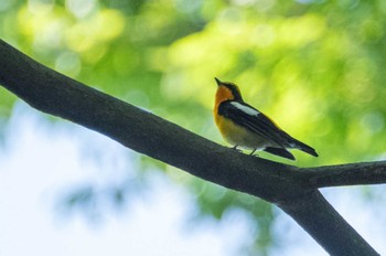 Narcissus Flycatcher Inokashira Park Sun, 5/5/2024