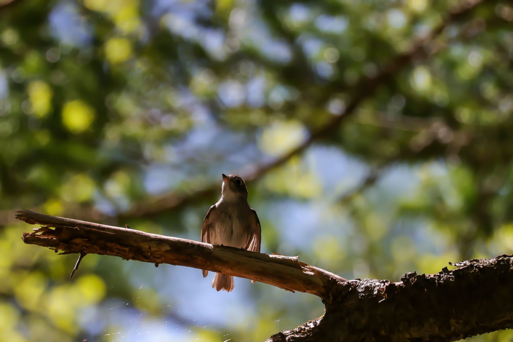 Photo of Asian Brown Flycatcher at 居谷里湿原 by ベルサス