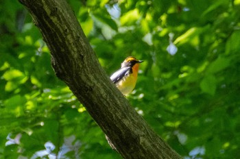 Narcissus Flycatcher Inokashira Park Sun, 5/5/2024