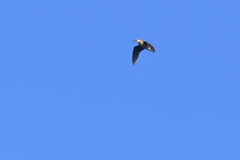 2024年5月3日(金) ウトナイ湖の野鳥観察記録