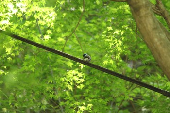 Sun, 5/5/2024 Birding report at Hayatogawa Forest Road
