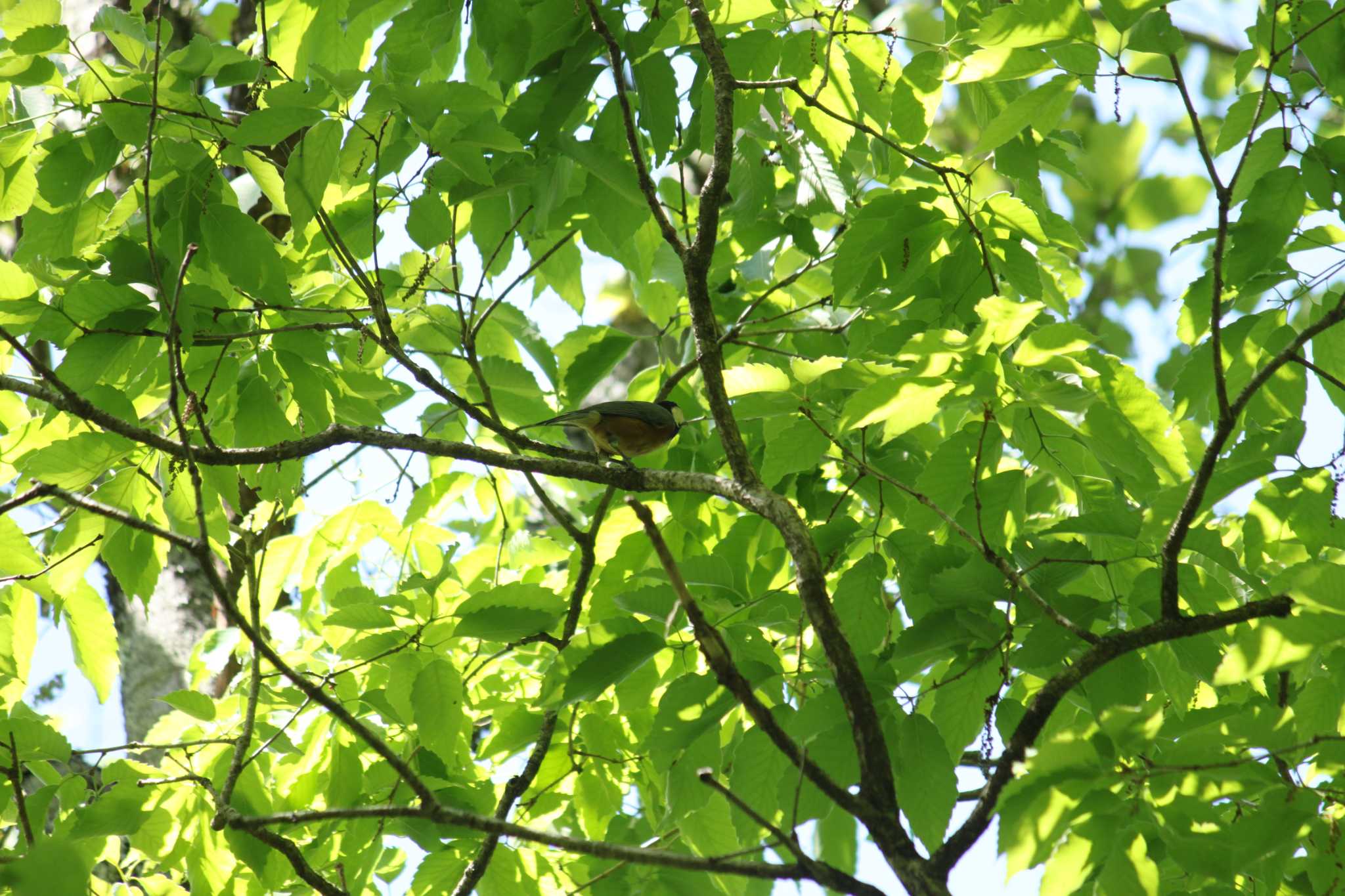 Photo of Varied Tit at Hayatogawa Forest Road by Kazu N