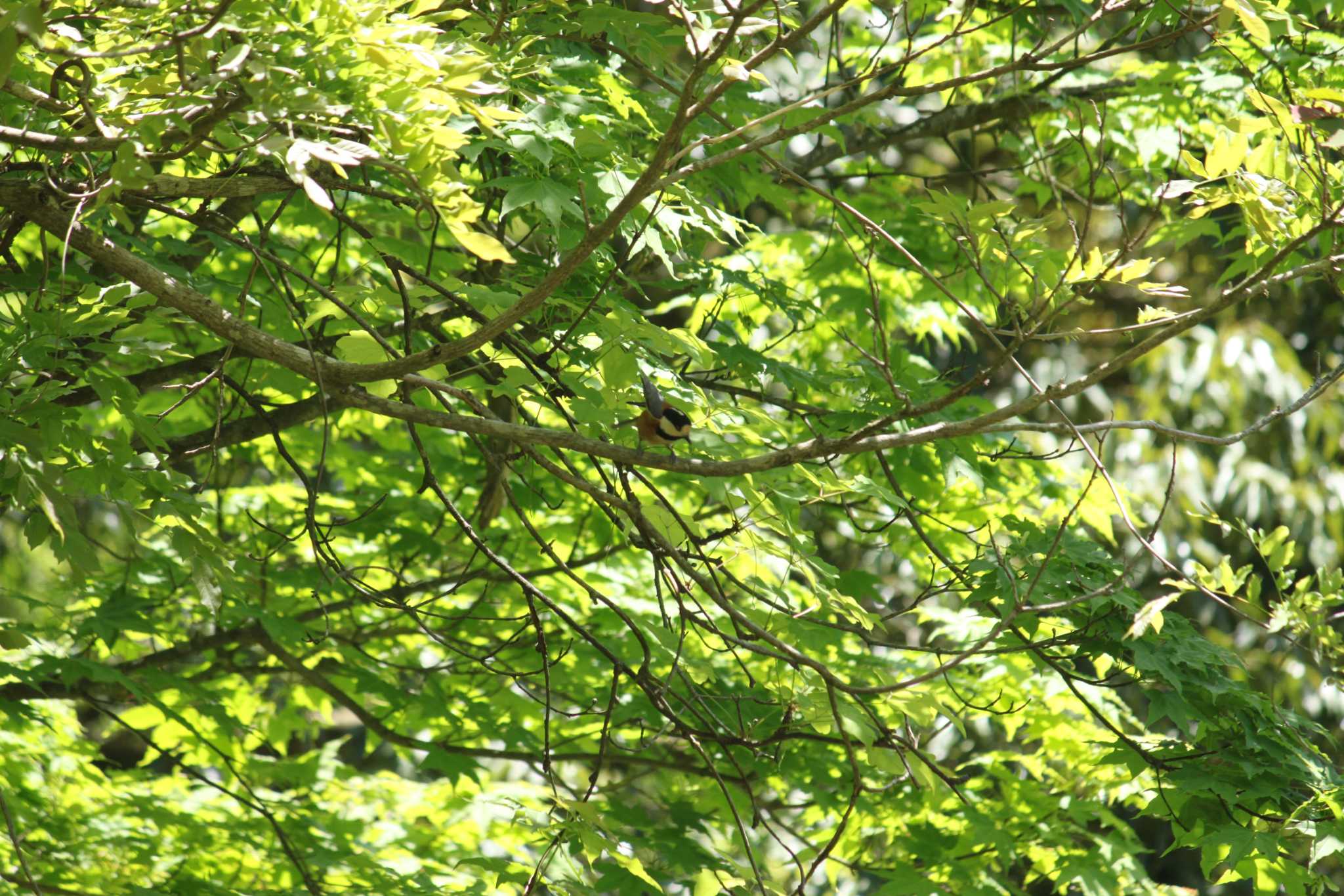 Photo of Varied Tit at Hayatogawa Forest Road by Kazu N