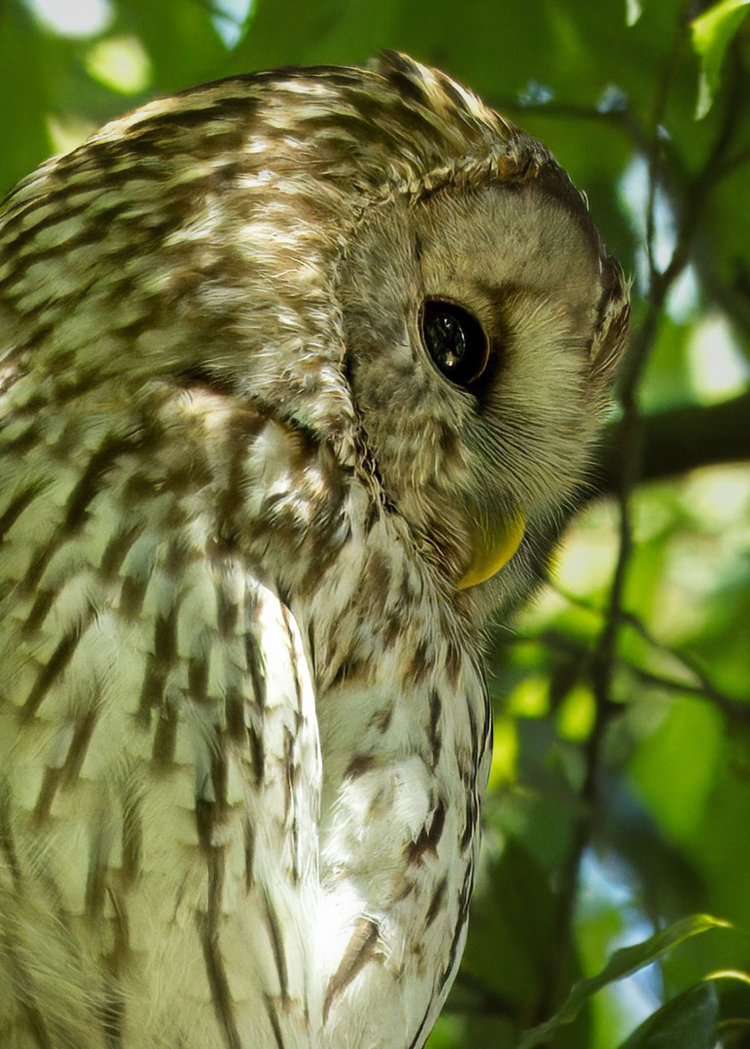 Photo of Ural Owl at  by MoMoの野鳥記録🦅(๑>◡<๑)