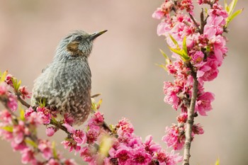 Brown-eared Bulbul Unknown Spots Thu, 4/11/2024