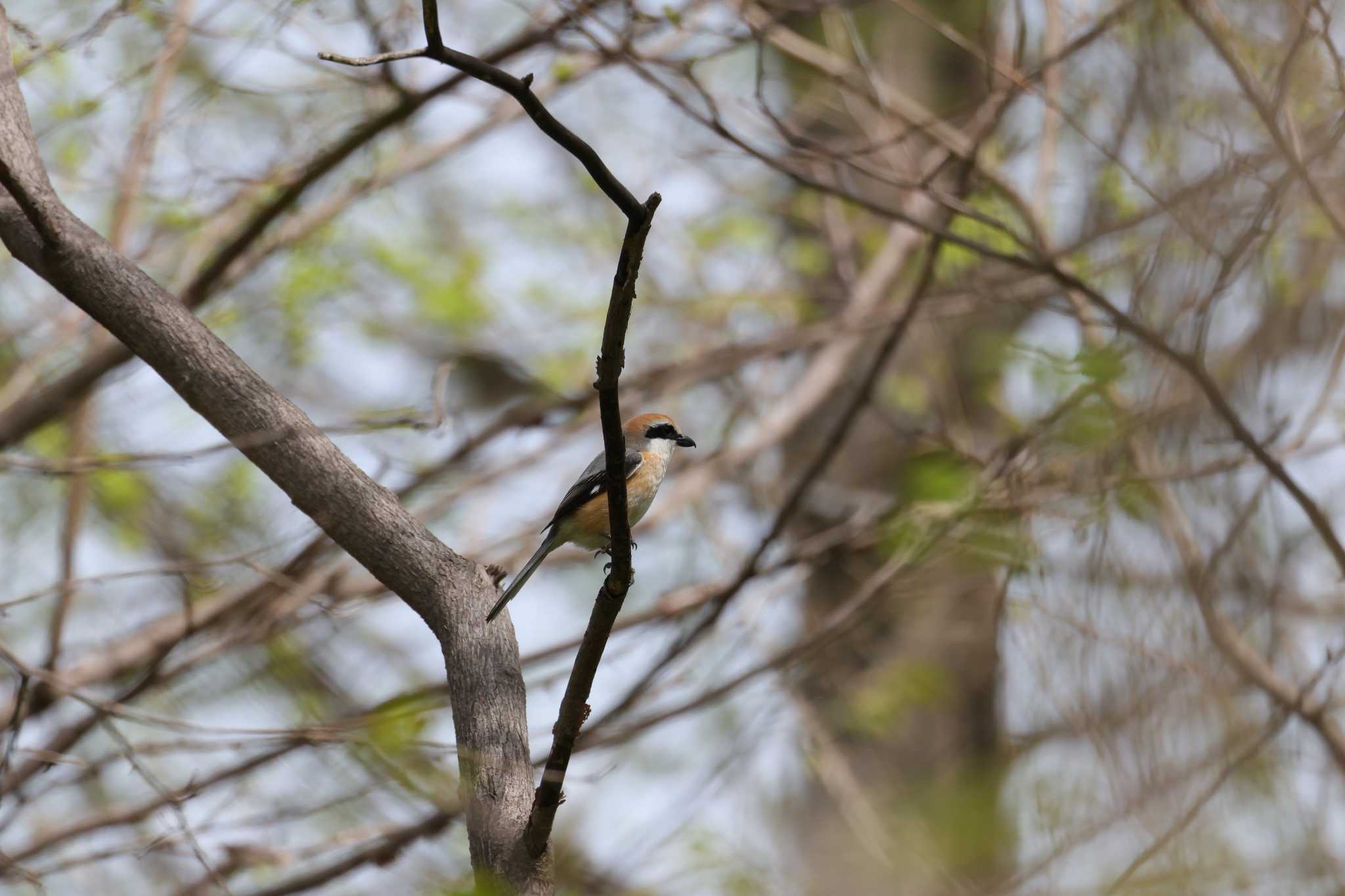 Photo of Bull-headed Shrike at 屯田防風林 by わらすけ