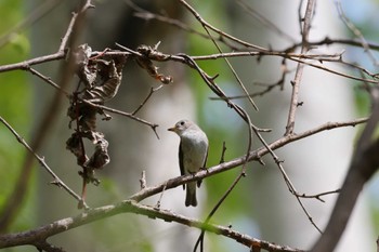 Asian Brown Flycatcher 屯田防風林 Sun, 5/5/2024