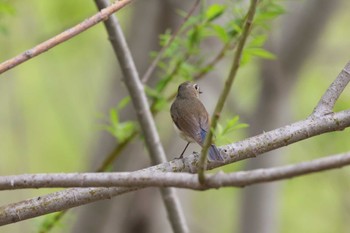 Red-flanked Bluetail 屯田防風林 Sun, 5/5/2024