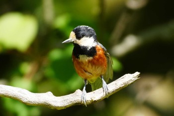 2024年5月5日(日) 明治神宮の野鳥観察記録