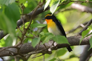 Narcissus Flycatcher 近所 Fri, 4/19/2024