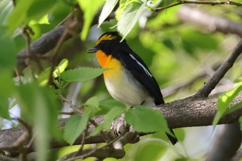 Narcissus Flycatcher 近所 Fri, 4/19/2024