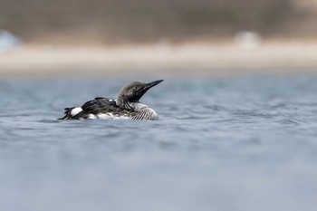 Black-throated Loon 茨城県日立市 Sun, 5/5/2024