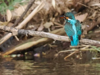 Common Kingfisher 福井緑地(札幌市西区) Sun, 4/28/2024