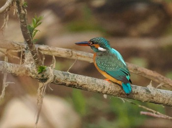 Common Kingfisher 福井緑地(札幌市西区) Sun, 4/28/2024