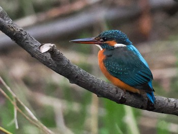 Common Kingfisher 福井緑地(札幌市西区) Sun, 4/28/2024