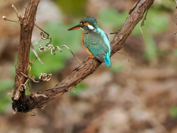 Common Kingfisher 福井緑地(札幌市西区) Sun, 4/28/2024