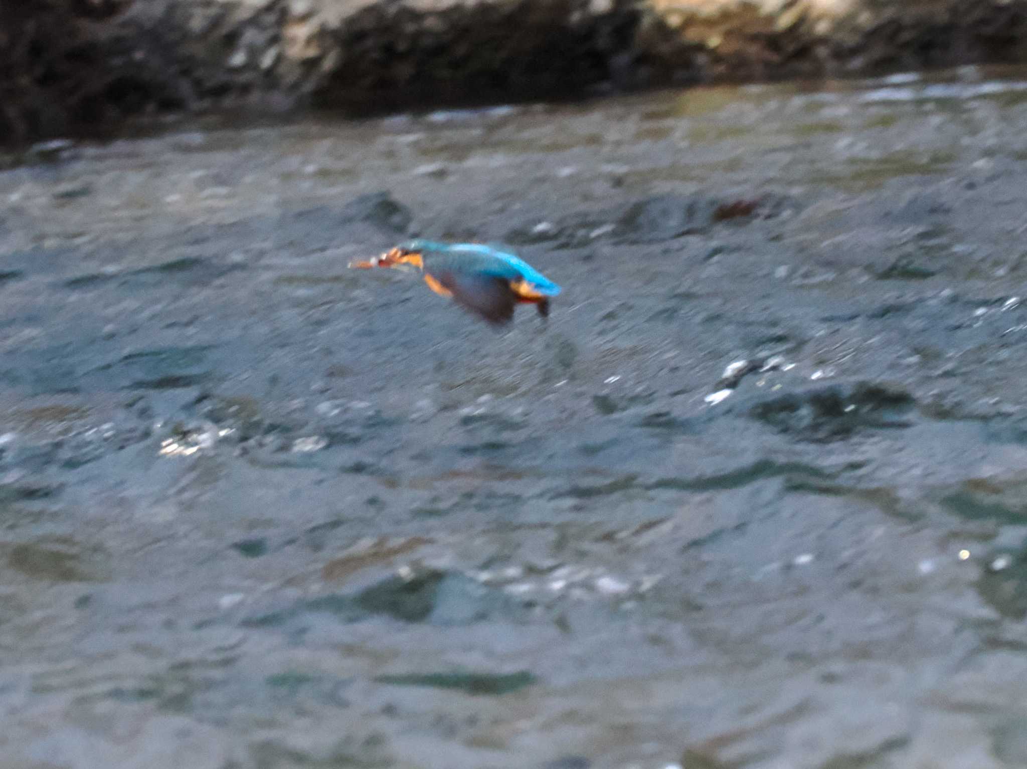 Photo of Common Kingfisher at 福井緑地(札幌市西区) by 98_Ark (98ｱｰｸ)