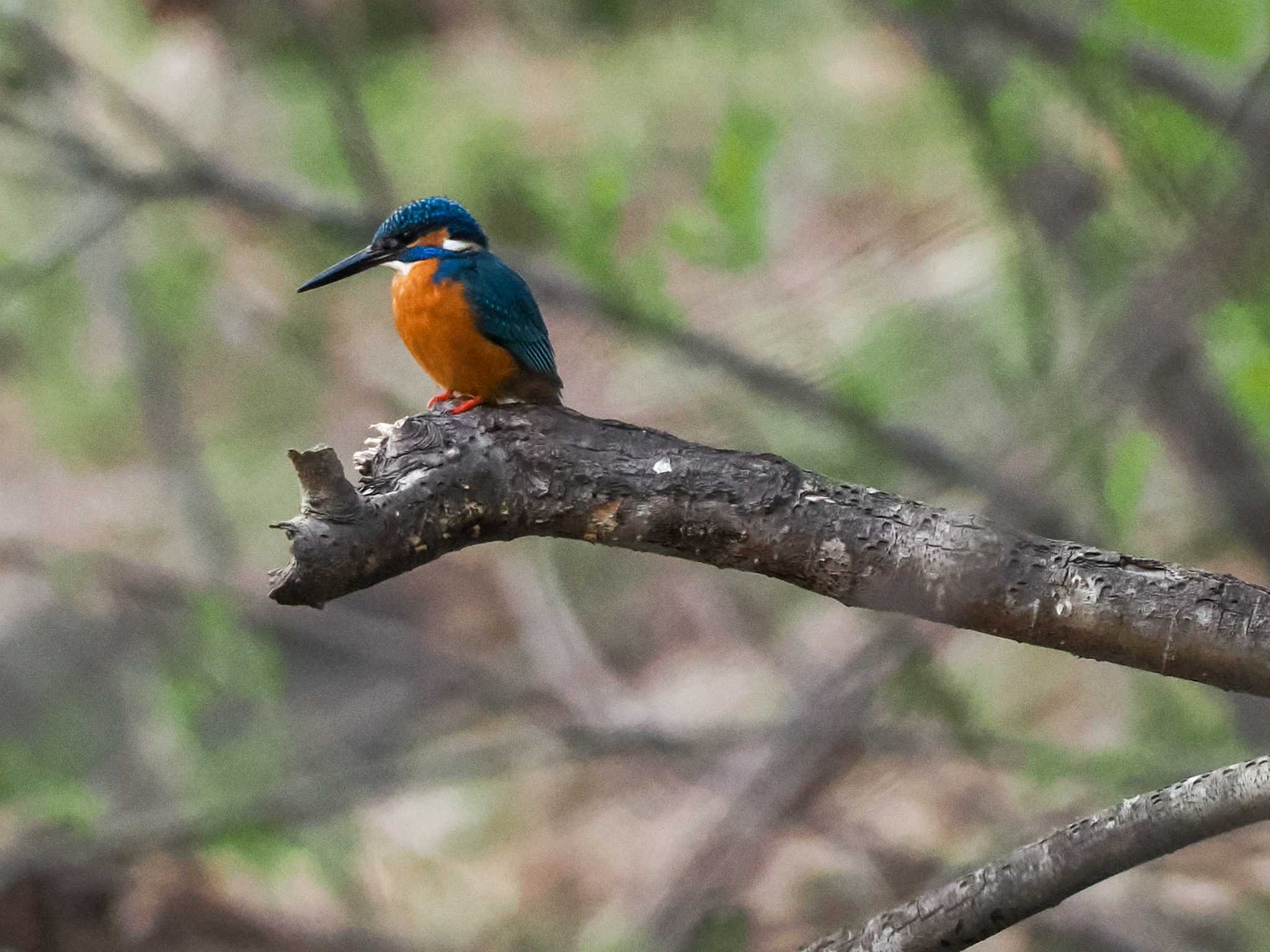 Common Kingfisher