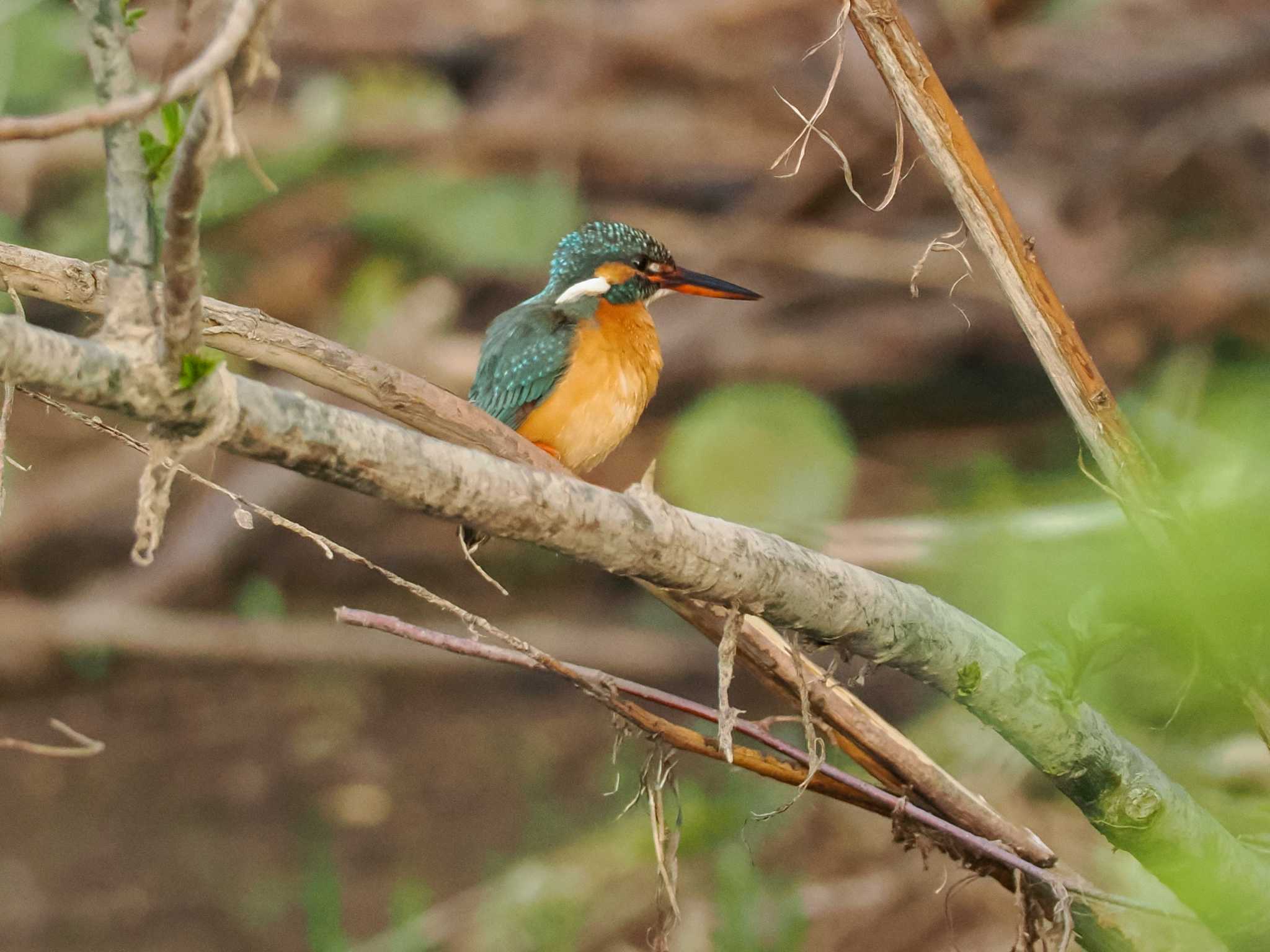 Photo of Common Kingfisher at 福井緑地(札幌市西区) by 98_Ark (98ｱｰｸ)