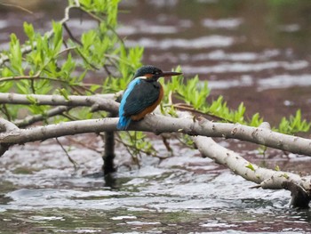 Common Kingfisher 福井緑地(札幌市西区) Sun, 4/28/2024