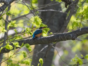 Common Kingfisher 福井緑地(札幌市西区) Mon, 4/29/2024