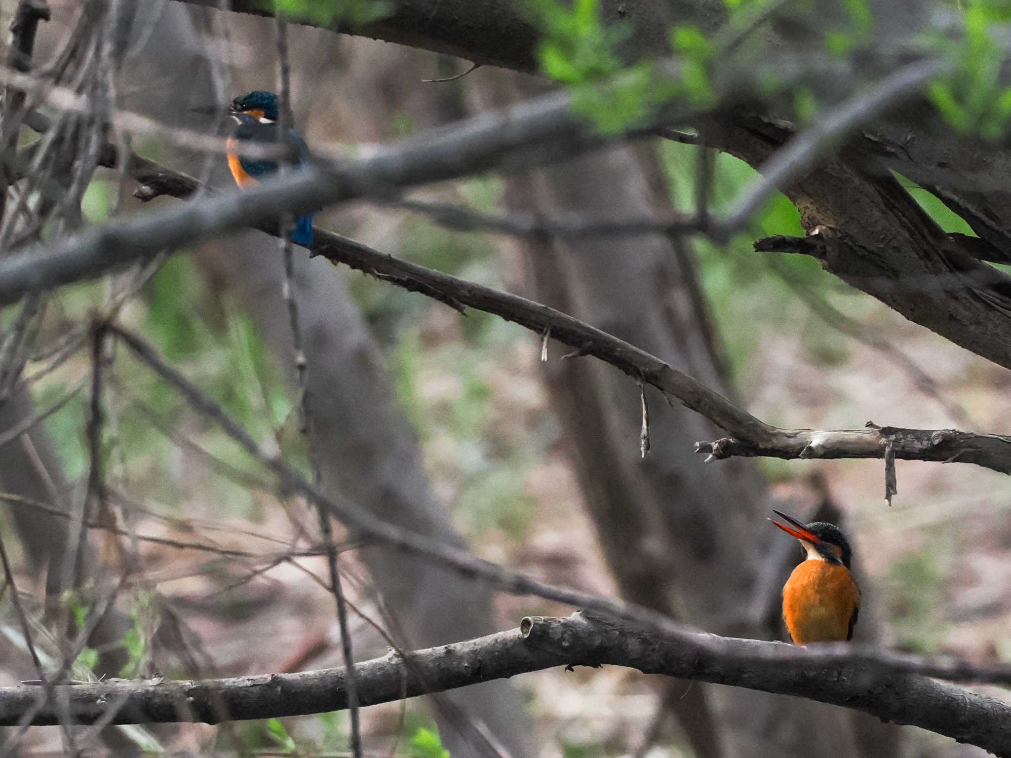 Photo of Common Kingfisher at 福井緑地(札幌市西区) by 98_Ark (98ｱｰｸ)