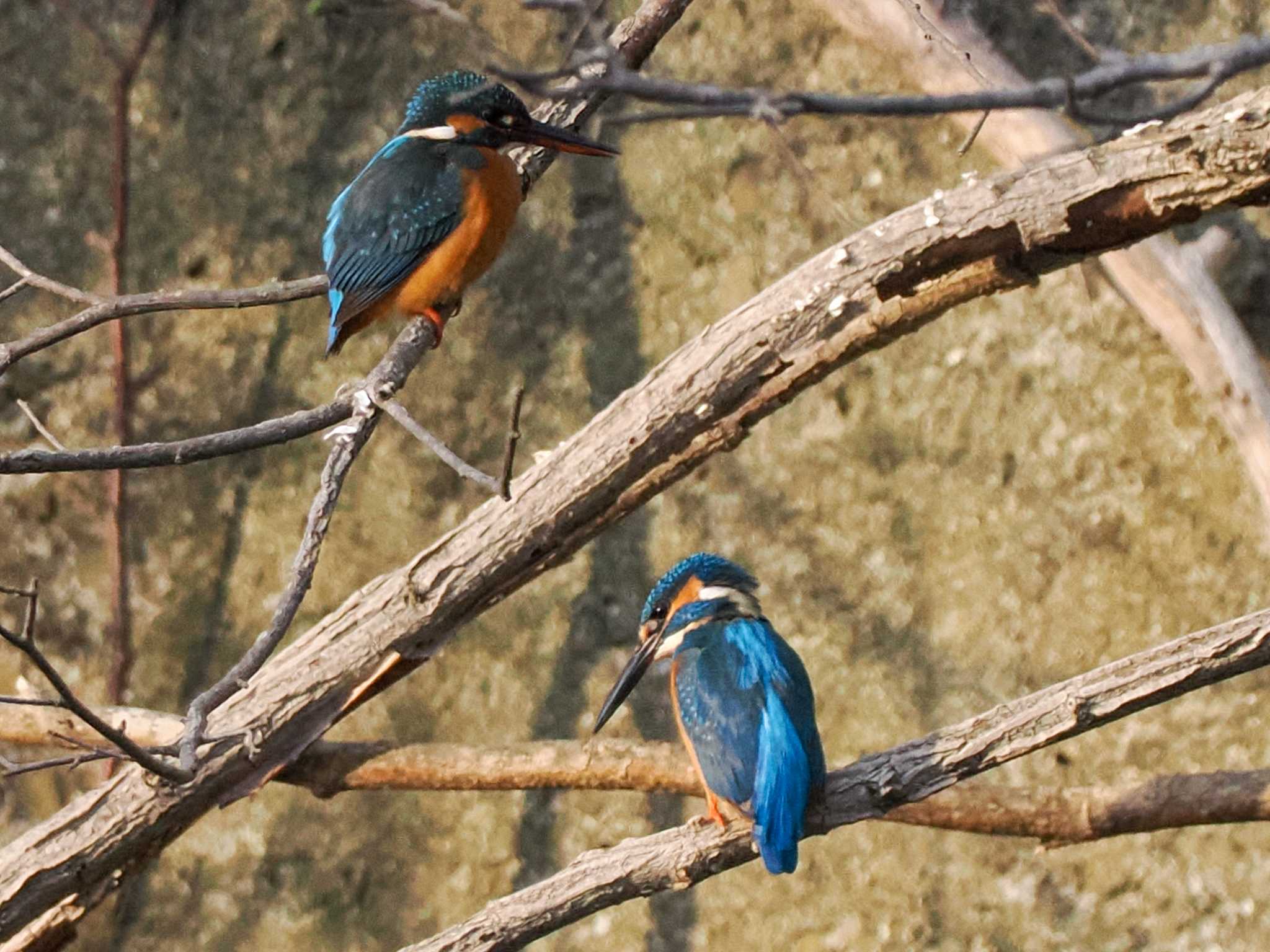 Common Kingfisher