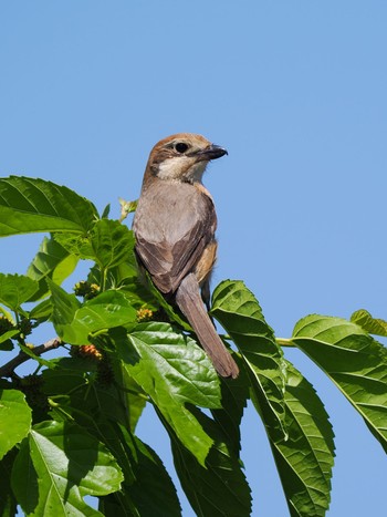 Bull-headed Shrike Teganuma Sun, 5/5/2024