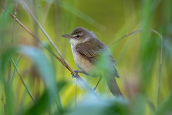 2024年5月5日(日) 柳川瀬公園(愛知県 豊田市)の野鳥観察記録