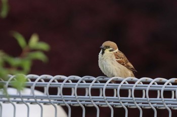 Sun, 5/5/2024 Birding report at Kasai Rinkai Park