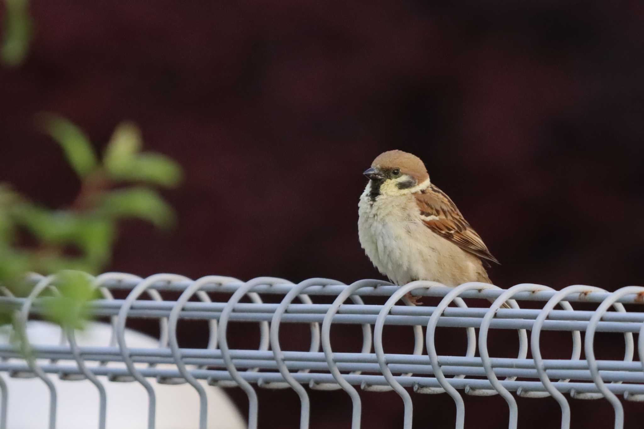 Eurasian Tree Sparrow