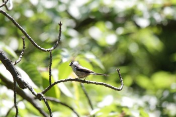 Long-tailed Tit Osaka castle park Sun, 5/5/2024