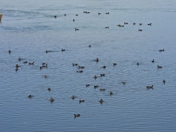 オオバン 淀川河川公園 2024年4月12日(金)