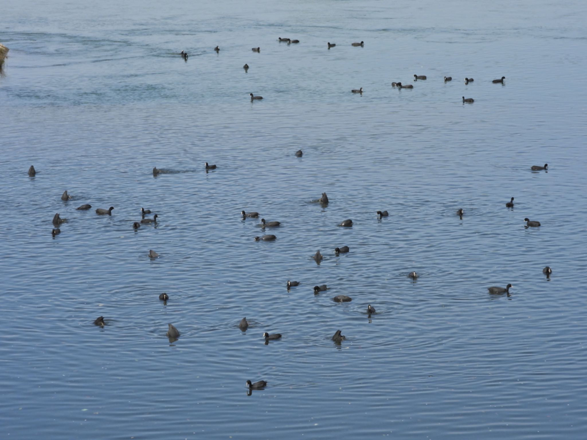 Eurasian Coot